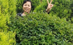 青色电影排行榜